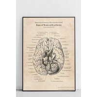 Die Basis Des Gehirns Mit Arterien Original Poster von PosterPolytechnicCom