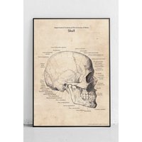Schädel-Seitenansicht-struktur Originalplakat von PosterPolytechnicCom