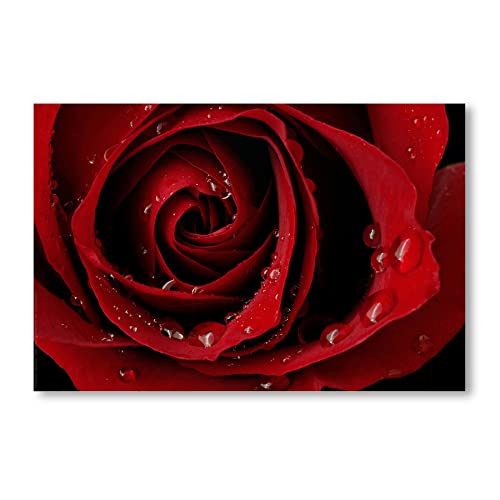 Postereck - 0022 - Rote Rose, Tropfen Blumen Rot Liebe Blüte Pflanze - Wandposter Fotoposter Bilder Wandbild Wandbilder - Poster - 4:3-40,0 cm x 30,0 cm von Postereck