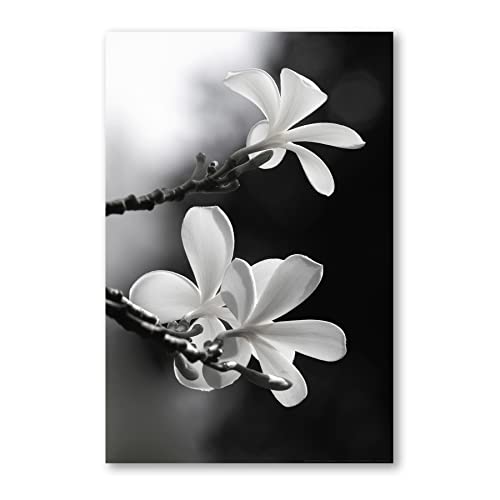 Postereck - 0029 - Frangipani, Schwarz Weiss Blume Natur Baum Blüten - Wandposter Fotoposter Bilder Wandbild Wandbilder - Poster - DIN A3-29,7 cm x 42,0 cm von Postereck
