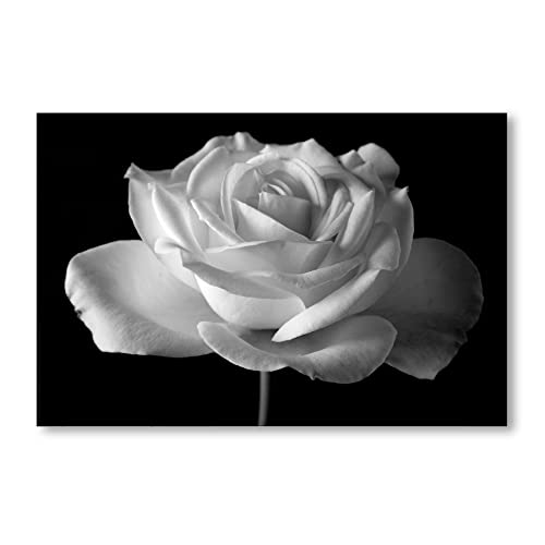 Postereck - 0031 - Rose, Schwarz Weiss Blume Natur Blüte Vintage - Wandposter Fotoposter Bilder Wandbild Wandbilder - Poster - 3:2-91,0 cm x 61,0 cm von Postereck