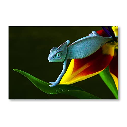 Postereck - 0196 - Chamäleon, Tier Natur Farben Dschungel Eidechse - Wandposter Fotoposter Bilder Wandbild Wandbilder - Leinwand - 60,0 cm x 40,0 cm von Postereck