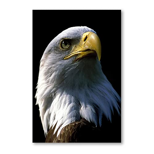 Postereck - 0200 - Weisskopfseeadler, Vogel Adler Amerika Kopf Natur - Wandposter Fotoposter Bilder Wandbild Wandbilder - Poster - 3:2-91,0 cm x 61,0 cm von Postereck