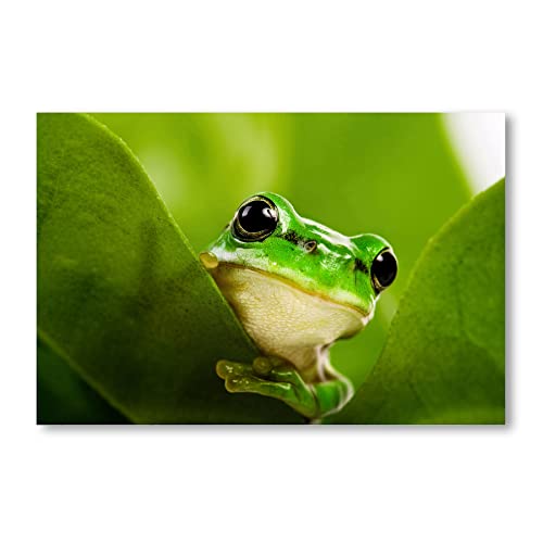 Postereck - 0208 - Laubfrosch, Frosch Amphibie Kröte Tier Natur Grün - Wandposter Fotoposter Bilder Wandbild Wandbilder - Poster - 3:2-30,0 cm x 20,0 cm von Postereck