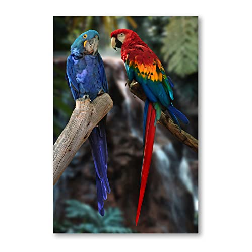 Postereck - 0211 - Papagei, Paar Vogel Natur Kakadu Ara Natur Tier - Wandposter Fotoposter Bilder Wandbild Wandbilder - Leinwand - 40,0 cm x 30,0 cm von Postereck