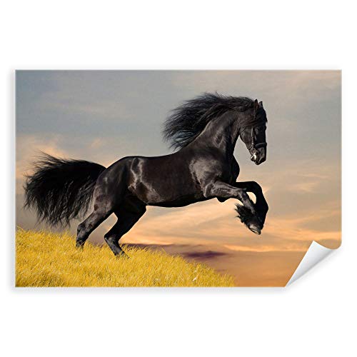 Postereck - 0213 - Schwarzes Pferd, Rappe Hengst Tier Reiten Natur - Wandposter Fotoposter Bilder Wandbild Wandbilder - Leinwand - 100,0 cm x 75,0 cm von Postereck