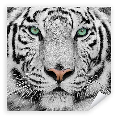 Postereck - 0215 - Quadrat, Weißer Tiger Kopf Tier Natur Augen - Wandposter Fotoposter Bilder Wandbild Wandbilder - Poster - 20,5cm x 20,5cm von Postereck