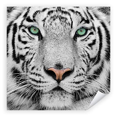 Postereck - 0215 - Quadrat, Weißer Tiger Kopf Tier Natur Augen - Wandposter Fotoposter Bilder Wandbild Wandbilder - Poster - 61,0cm x 61,0cm von Postereck
