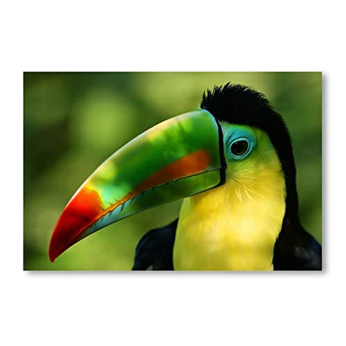 Postereck - 0217 - Tukan, Vogel Papagei Tier Natur Tropen Bunt Grün - Wandposter Fotoposter Bilder Wandbild Wandbilder - Poster - 3:2-61,0 cm x 40,5 cm von Postereck