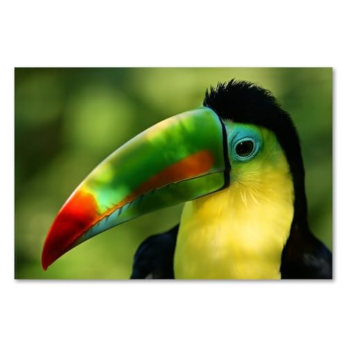 Postereck - 0217 - Tukan, Vogel Papagei Tier Natur Tropen Bunt Grün - Wandposter Fotoposter Bilder Wandbild Wandbilder - Poster - 4:3-40,0 cm x 30,0 cm Postereck - 0217 - Tukan, Vogel Papagei Tier Natur Tropen Bunt Grün - Wandposter Fotoposter Bilder Wandbild Wandbilder - Poster - 4:3-40,0 cm x 30,0 cm von Postereck