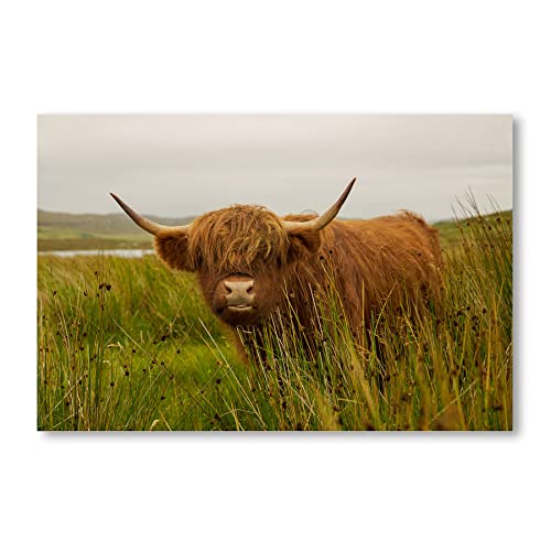 Postereck - 0491 - Hochlandrind, Schottland Highlands Kuh Natur Tier - Wandposter Fotoposter Bilder Wandbild Wandbilder - Leinwand - 75,0 cm x 50,0 cm von Postereck