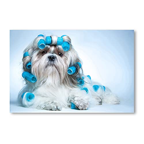 Postereck - 0524 - Shih Tzu, Lockenwicklern Hund Locken Tier Blau - Kunst Wandposter Fotoposter Bilder Wandbild Wandbilder - Poster - 4:3-61,0 cm x 45,5 cm von Postereck