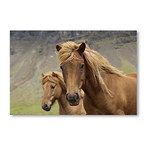 Postereck - 0525 - Pferde, Braun Tier Natur Landschaft Herde Reiten - Wandposter Fotoposter Bilder Wandbild Wandbilder - Poster - 3:2-30,0 cm x 20,0 cm von Postereck