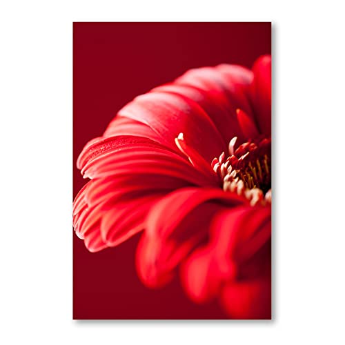 Postereck - 0622 - Rote Gerbera, Blume Flora Natur Pflanze Blüte - Wandposter Fotoposter Bilder Wandbild Wandbilder - Poster - DIN A3-29,7 cm x 42,0 cm von Postereck
