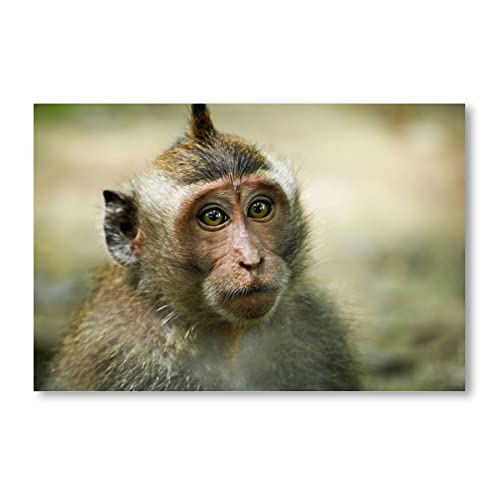 Postereck - 0631 - Close Up Affe, Tier Natur Indonesien Makake Süss - Wandposter Fotoposter Bilder Wandbild Wandbilder - Leinwand - 40,0 cm x 30,0 cm von Postereck
