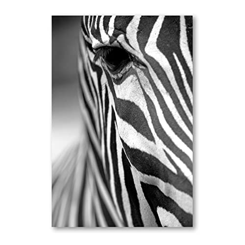 Postereck - 0663 - Zebra, Schwarz Weiss Tier Natur Wild Kopf - Wandposter Fotoposter Bilder Wandbild Wandbilder - Leinwand - 75,0 cm x 50,0 cm von Postereck