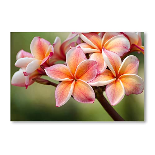 Postereck - 0808 - Frangipani, Baum Blüte Natur Flora Pflanze Blume - Wandposter Fotoposter Bilder Wandbild Wandbilder - Leinwand - 60,0 cm x 40,0 cm von Postereck