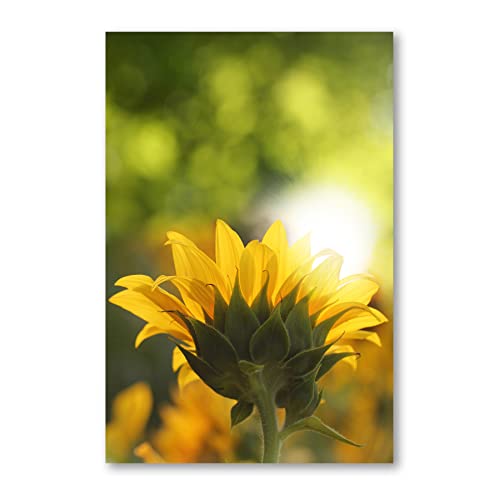Postereck - 0935 - Sonnenblume, Natur Blume Gelb Sonne Grün Pflanze - Wandposter Fotoposter Bilder Wandbild Wandbilder - Leinwand - 60,0 cm x 40,0 cm von Postereck