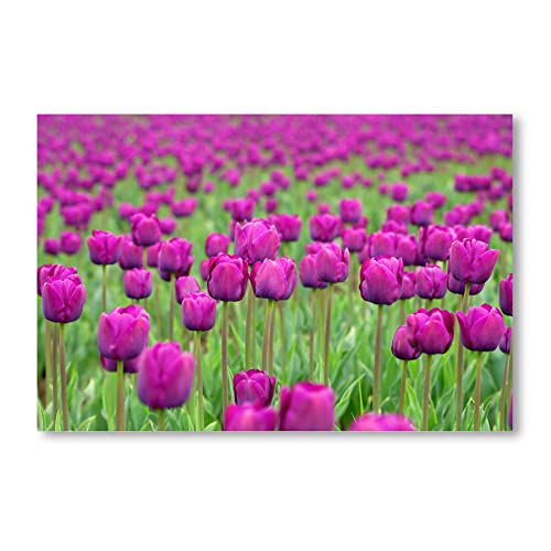 Postereck - 0958 - Lila Tulpenfeld, Tulpen Blumen Feld Natur Flora - Wandposter Fotoposter Bilder Wandbild Wandbilder - Leinwand - 40,0 cm x 30,0 cm von Postereck