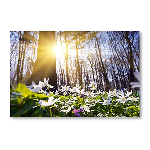 Postereck - 1075 - Blumen, Wald Sonne Bäume Natur Bunt Wildblumen - Wandposter Fotoposter Bilder Wandbild Wandbilder - Poster - DIN A2-42,0 cm x 59,4 cm von Postereck