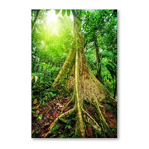 Postereck - 1325 - Baum, Dschungel Urwald Asien Sonne Natur Wald - Wandposter Fotoposter Bilder Wandbild Wandbilder - Poster - DIN A4-21,0 cm x 29,7 cm von Postereck