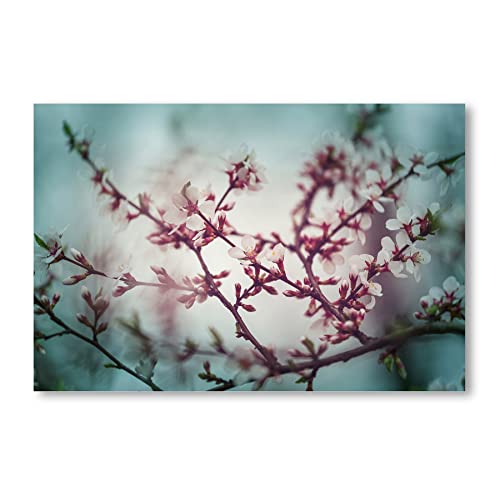 Postereck - 1369 - Kirschblüte, Baum Flroa Blume Pflanze Frühling - Wandposter Fotoposter Bilder Wandbild Wandbilder - Poster - 3:2-30,0 cm x 20,0 cm von Postereck
