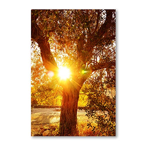 Postereck - 1433 - Olivenbaum, Sonne Natur Baum Sommer Italien - Wandposter Fotoposter Bilder Wandbild Wandbilder - Leinwand - 75,0 cm x 50,0 cm von Postereck