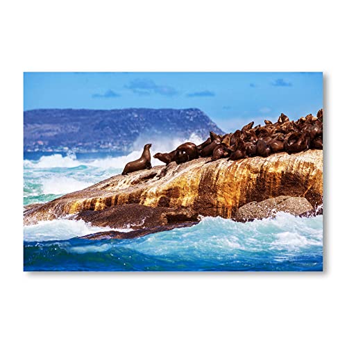 Postereck - 1467 - Seehunde, Robben Meer Fels Natur Tiere Wellen - Wandposter Fotoposter Bilder Wandbild Wandbilder - Poster - 3:2-91,0 cm x 61,0 cm von Postereck