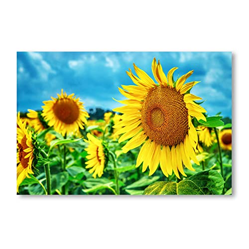 Postereck - 1522 - Sonnenblumen, Feld Natur Blumen Pflanze Gelb - Wandposter Fotoposter Bilder Wandbild Wandbilder - Poster - DIN A4-21,0 cm x 29,7 cm von Postereck