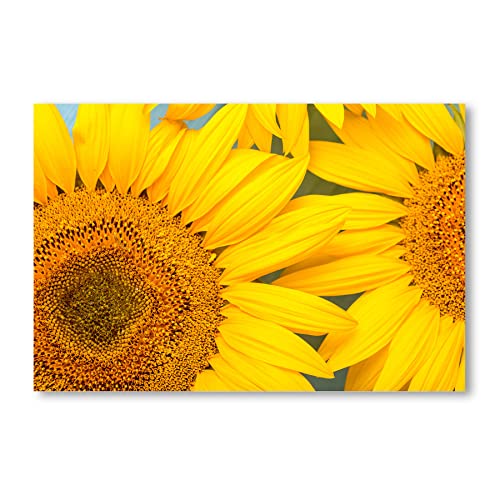 Postereck - 2359 - Sonnenblumen, Blüten Natur Gelb Blumen Pflanze - Wandposter Fotoposter Bilder Wandbild Wandbilder - Poster - 4:3-40,0 cm x 30,0 cm von Postereck
