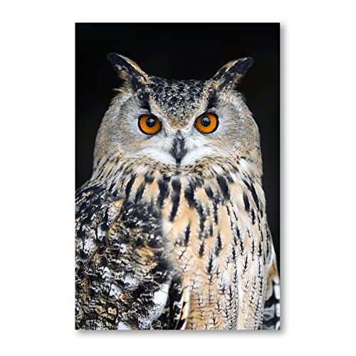 Postereck - 2522 - Eule, Kauz Vogel Uhu Tier Gesicht Natur Augen - Wandposter Fotoposter Bilder Wandbild Wandbilder - Leinwand - 75,0 cm x 50,0 cm von Postereck