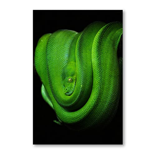Postereck - 2651 - Baumpython, Schlange Grün Reptil Tier Natur - Wandposter Fotoposter Bilder Wandbild Wandbilder - Poster - 3:2-61,0 cm x 40,5 cm von Postereck