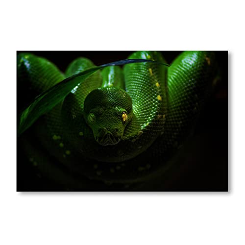 Postereck - 2798 - Schlange, Reptil Tier Baumpython Mamba Natur - Wandposter Fotoposter Bilder Wandbild Wandbilder - Leinwand - 60,0 cm x 40,0 cm von Postereck