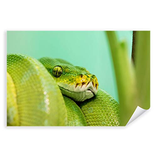 Postereck - 2964 - Grüne Baumpython, Schlange Reptil Natur Tier - Wandposter Fotoposter Bilder Wandbild Wandbilder - Poster - 3:2-30,0 cm x 20,0 cm von Postereck