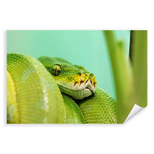 Postereck - 2964 - Grüne Baumpython, Schlange Reptil Natur Tier - Wandposter Fotoposter Bilder Wandbild Wandbilder - Poster - 3:2-91,0 cm x 61,0 cm von Postereck