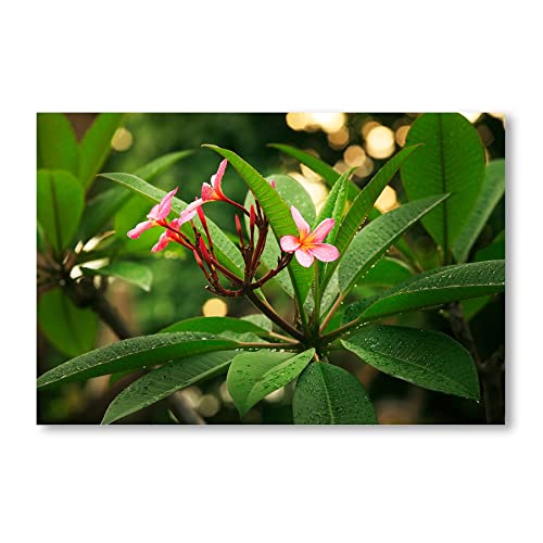 Postereck - 3036 - Frangipani, Baum Blüte Blume Blätter Flora - Wandposter Fotoposter Bilder Wandbild Wandbilder - Leinwand - 100,0 cm x 75,0 cm von Postereck