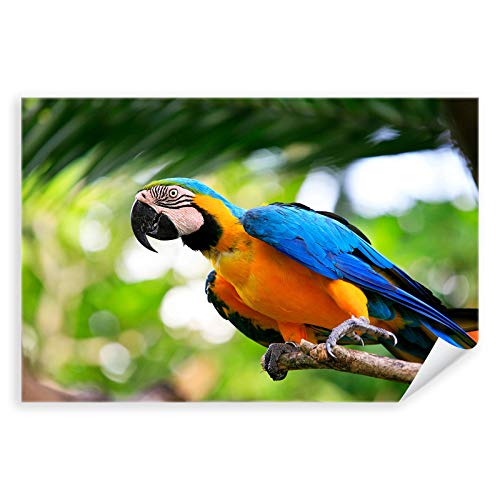 Postereck - 3037 - Papagei, Vogel Natur Tier Bunt Kraibik Blau - Wandposter Fotoposter Bilder Wandbild Wandbilder - Poster - DIN A4-21,0 cm x 29,7 cm von Postereck