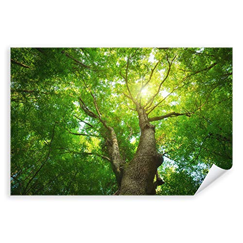Postereck - 3100 - Baum, Natur Blätter Wald Sommer Grün Flora - Wandposter Fotoposter Bilder Wandbild Wandbilder - Poster - DIN A4-21,0 cm x 29,7 cm von Postereck