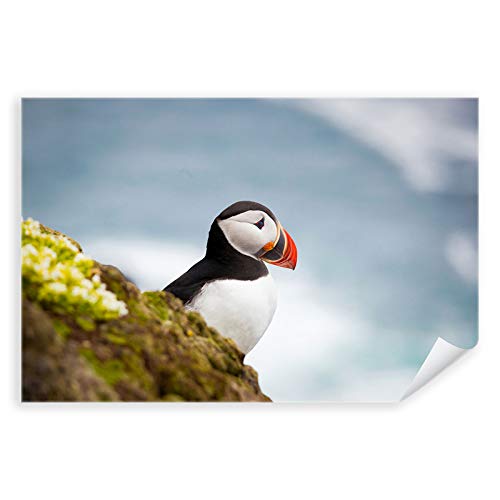 Postereck - 3105 - Papageientaucher, Vogel Puffin Tier Atlantik - Wandposter Fotoposter Bilder Wandbild Wandbilder - Leinwand - 60,0 cm x 40,0 cm von Postereck