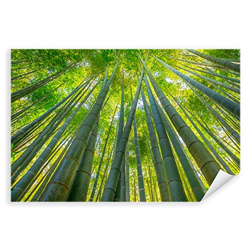 Postereck - 3109 - Bambus, Natur Wald Baum Pflanze Blätter Grün - Wandposter Fotoposter Bilder Wandbild Wandbilder - Poster - 3:2-91,0 cm x 61,0 cm von Postereck