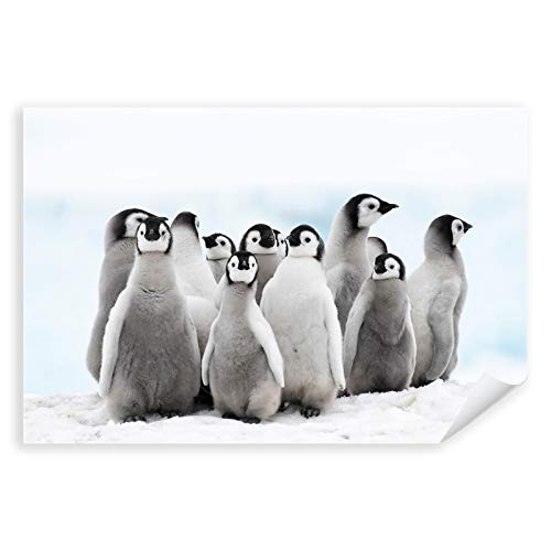 Postereck - 3160 - Pinguine, Antarktis Polar Tier Winter Schnee - Wandposter Fotoposter Bilder Wandbild Wandbilder - Poster - DIN A4-21,0 cm x 29,7 cm von Postereck