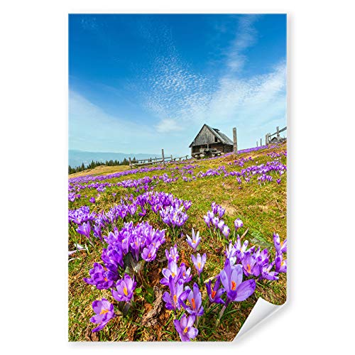 Postereck - 3203 - Krokus, Wiese Natur Berge Frühling Blume lila - Wandposter Fotoposter Bilder Wandbild Wandbilder - Poster - 4:3-81,0 cm x 61,0 cm von Postereck