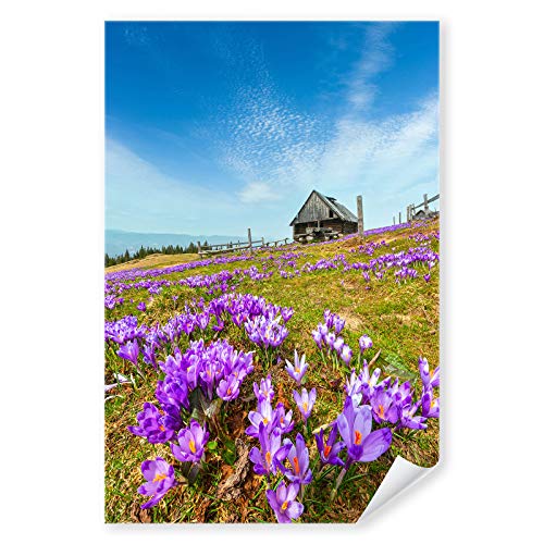 Postereck - 3203 - Krokus, Wiese Natur Berge Frühling Blume lila - Wandposter Fotoposter Bilder Wandbild Wandbilder - Poster - DIN A4-21,0 cm x 29,7 cm von Postereck
