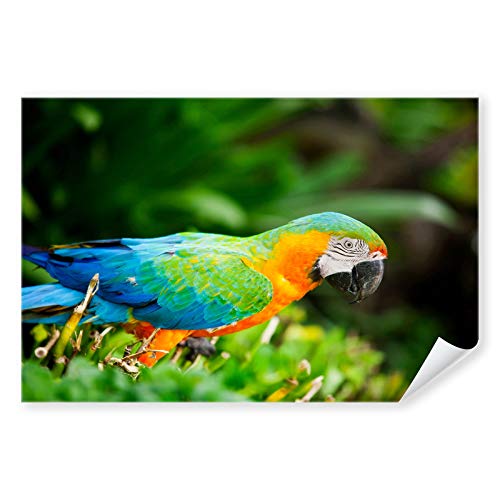 Postereck - 3243 - Papagei, Ara Vogel Natur Tier Bunt Kraibik - Wandposter Fotoposter Bilder Wandbild Wandbilder - Poster - 3:2-61,0 cm x 40,5 cm von Postereck