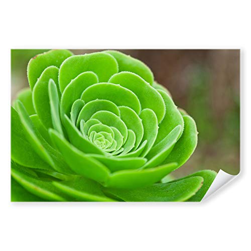 Postereck - 3270 - Sukkulente, Pflanze Natur Flora Grün Kaktus - Wandposter Fotoposter Bilder Wandbild Wandbilder - Poster - 3:2-91,0 cm x 61,0 cm von Postereck