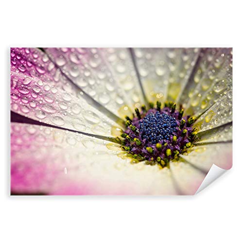Postereck - 3273 - Gerbera, Wassertropfen Blüte Blume Pflanze - Wandposter Fotoposter Bilder Wandbild Wandbilder - Poster - DIN A4-21,0 cm x 29,7 cm von Postereck