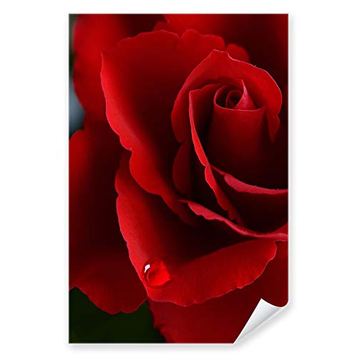 Postereck - 3416 - Rote Rose, Regentropfen Natur Blume Blüte - Wandposter Fotoposter Bilder Wandbild Wandbilder - Poster - 3:2-91,0 cm x 61,0 cm von Postereck