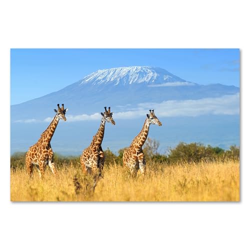 Postereck - 3422 - Giraffe, Berg Natur Afrika Natur Landschaft - Wandposter Fotoposter Bilder Wandbild Wandbilder - Poster - DIN A2-42,0 cm x 59,4 cm Postereck - 3422 - Giraffe, Berg Natur Afrika Natur Landschaft - Wandposter Fotoposter Bilder Wandbild Wandbilder - Poster - DIN A2-42,0 cm x 59,4 cm von Postereck