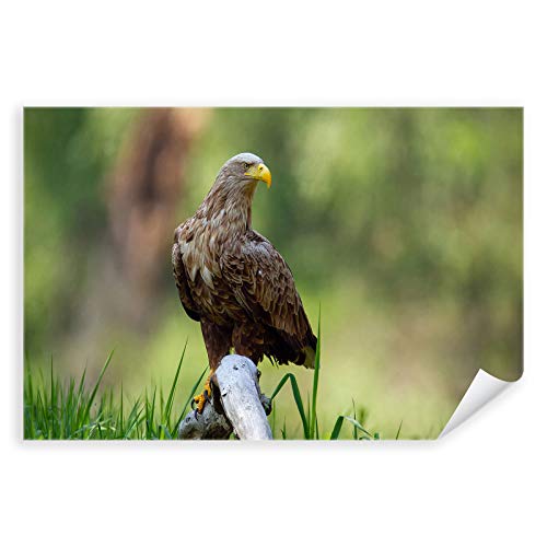 Postereck - 3482 - Seeadler, Tier Adler Vogel Natur Freiheit - Wandposter Fotoposter Bilder Wandbild Wandbilder - Leinwand - 75,0 cm x 50,0 cm von Postereck