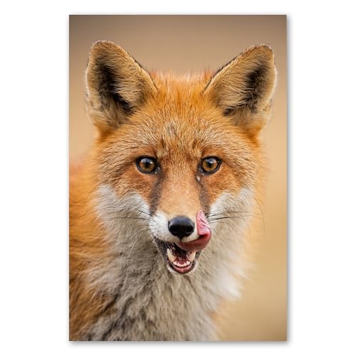 Postereck - 3483 - Fuchs, Close Up Tier Natur Jäger Fell Gesicht - Wandposter Fotoposter Bilder Wandbild Wandbilder - Poster - 4:3-40,0 cm x 30,0 cm Postereck - 3483 - Fuchs, Close Up Tier Natur Jäger Fell Gesicht - Wandposter Fotoposter Bilder Wandbild Wandbilder - Poster - 4:3-40,0 cm x 30,0 cm von Postereck